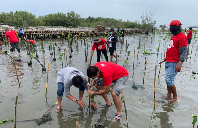 Mangrove Planting 1