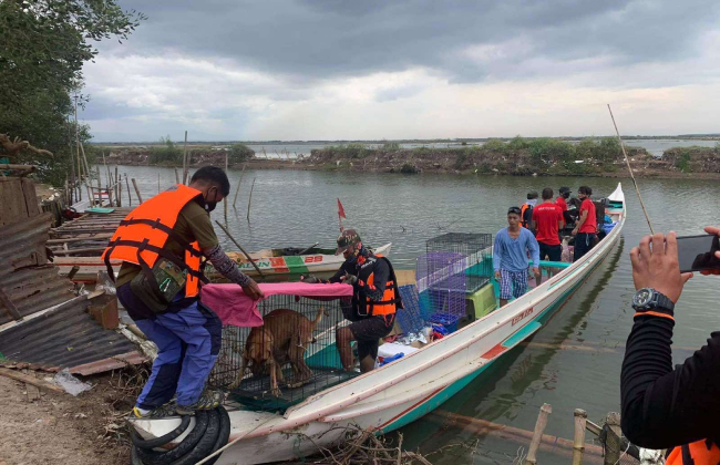Animal Kingdom Rescue 2