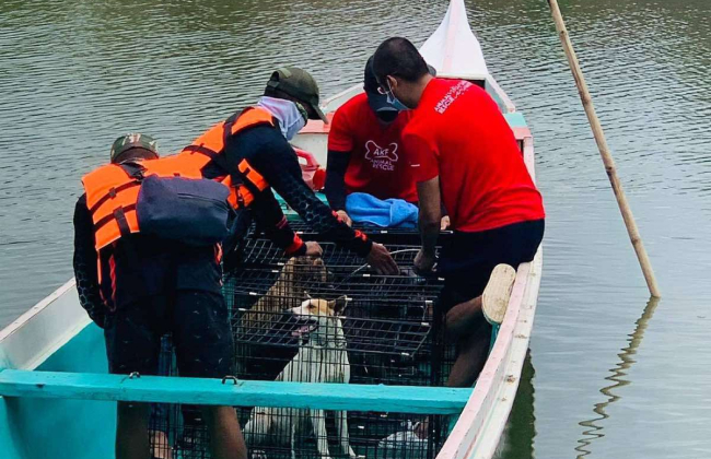 Animal Kingdom Rescue 3