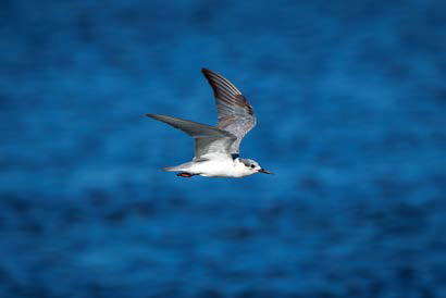 a bird flying above the river