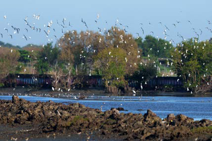 birds above the river