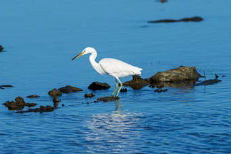 a bird flying above the river